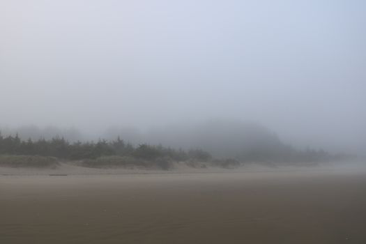 Serene foggy beach with misty trees during dawn, perfect for tranquil scenes.