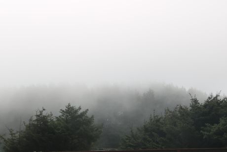 Misty treetops in a foggy forest, photo by David J. Boozer on Pexels