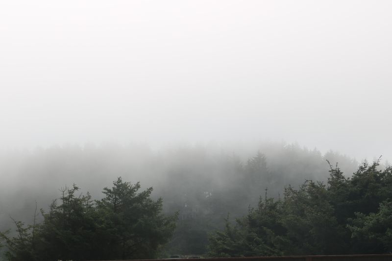 Foggy forest with misty treetops — photo by David J. Boozer on Pexels
