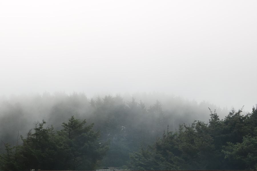 Fog sitting on the treeline of a coastal forest — photo by David J. Boozer on Pexels