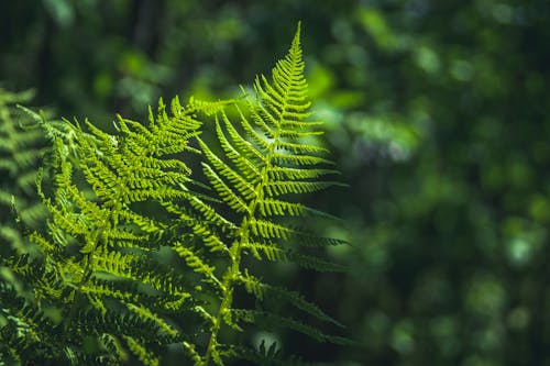 Green Leaves in Close Up Photography