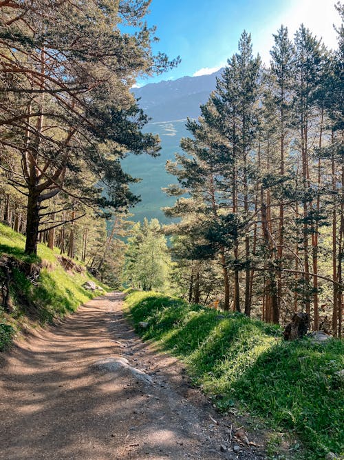 Free Path in the Forest in Mountains  Stock Photo