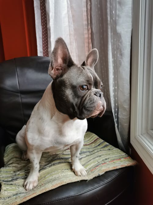 Photo of a Black and White French Bulldog