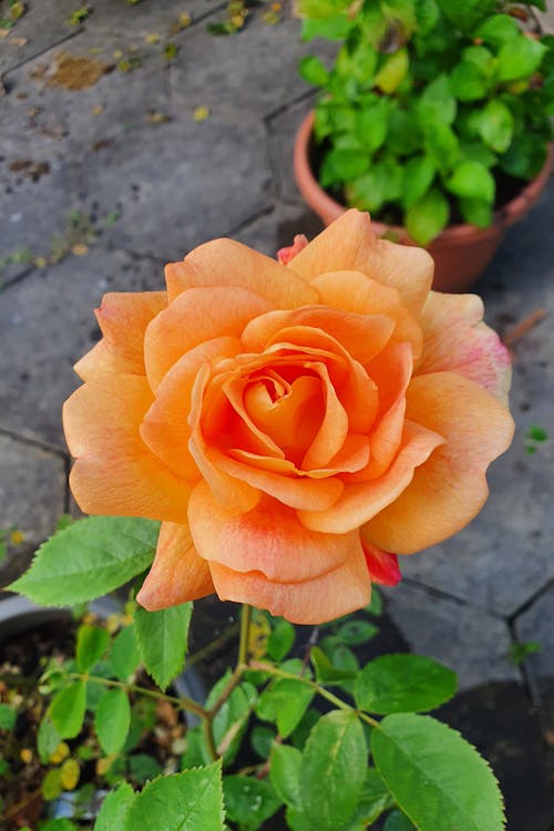 Free Orange Rose in Full Bloom Stock Photo