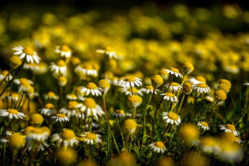 Daisies with White Petals in Close-Up Photography
