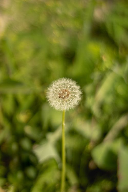 Free A detailed close-up of a dandelion with seeds in a lush green field, showcasing nature's beauty. Stock Photo