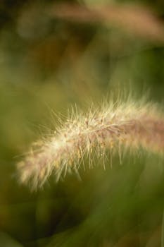 Pennisetum image