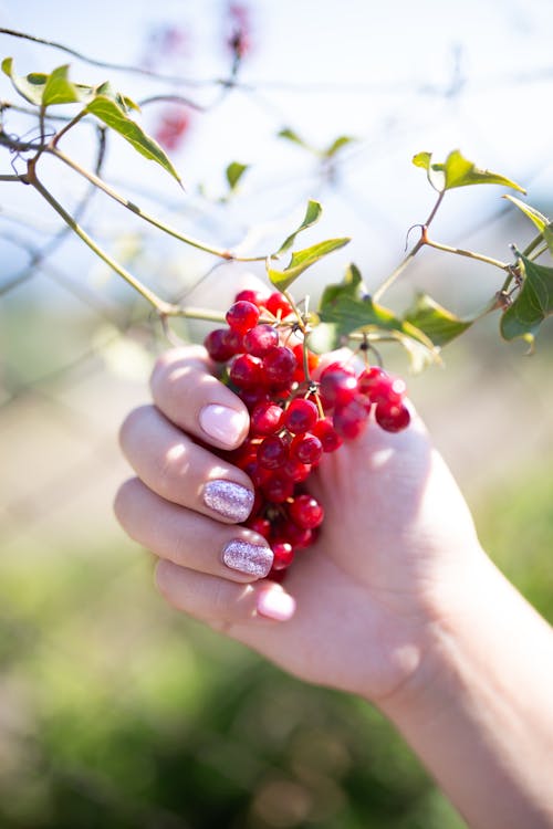 Kostenloses Stock Foto zu ast, beeren, blätter