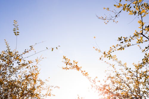 Gratis lagerfoto af blå himmel, blade, skønhed i naturen