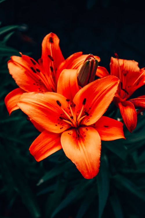 Free Close-up of vibrant orange lilies showcasing their delicate petals and vivid colors. Stock Photo
