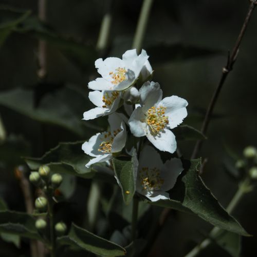 Free Detailed view of white Philadelphus lewisii blossoms against a green foliage backdrop. Stock Photo
