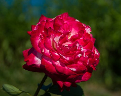 A Blooming Red Rose in Close Up View