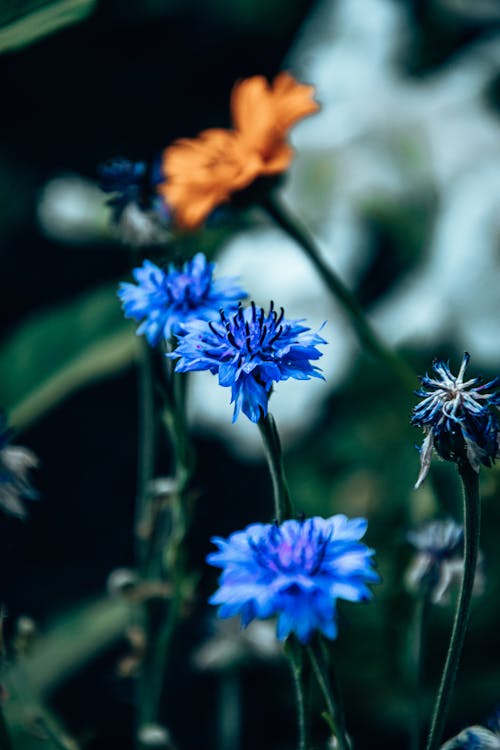 Blue Flowers in Close Up Photography