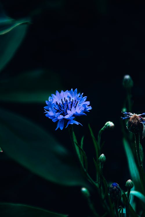 Free Blue Aster Flower In Bloom Stock Photo