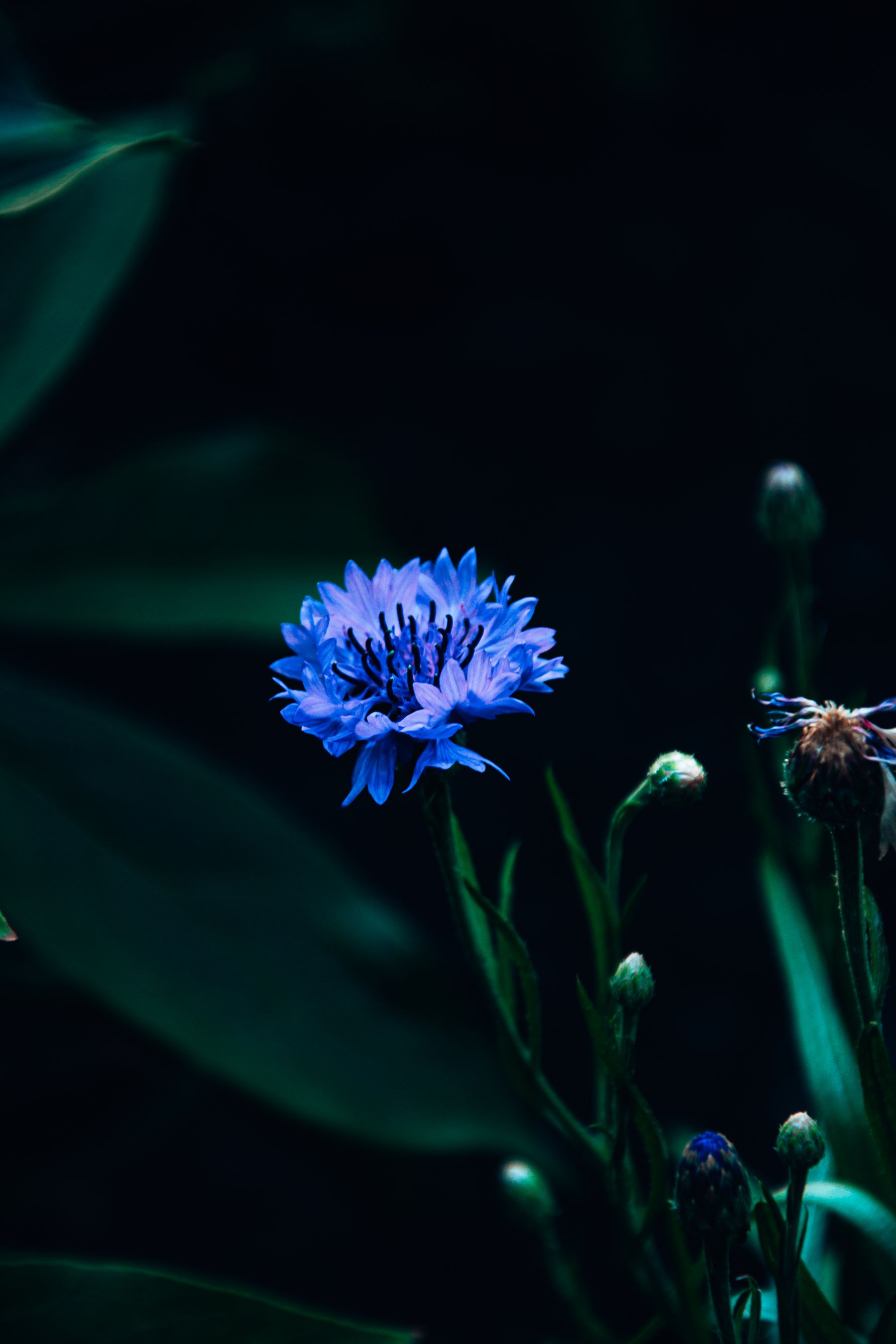 Blue aster flowers in bloom Blue aster flowers in bloom