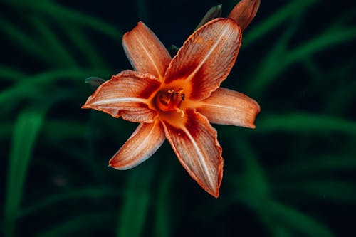 Flower in Close Up Photography