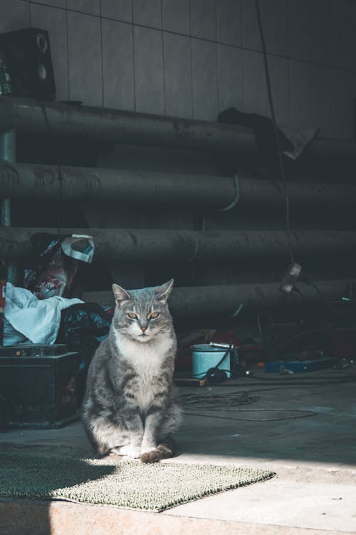 Δωρεάν στοκ φωτογραφιών με αιλουροειδές, αξιολάτρευτος, Γάτα