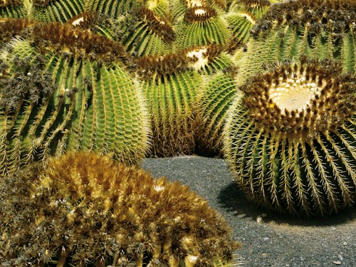 Free Photo of Cacti Stock Photo