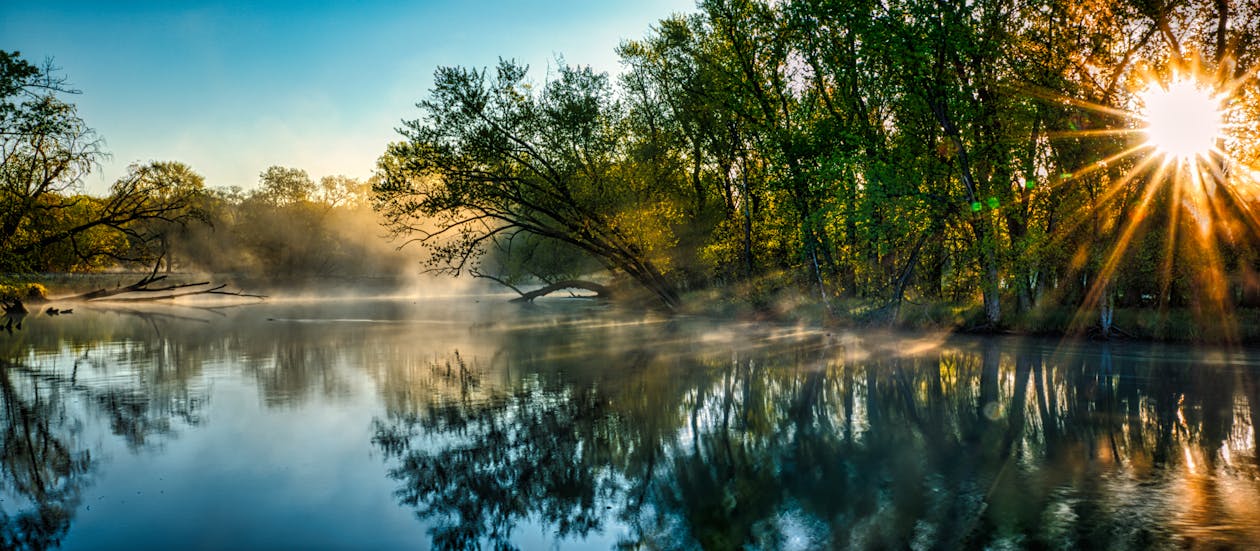 A Green Trees Near the Lake During Sunrise