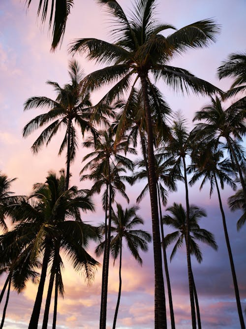 Gratis stockfoto met Hawaii, kokospalmen, lage hoek schot