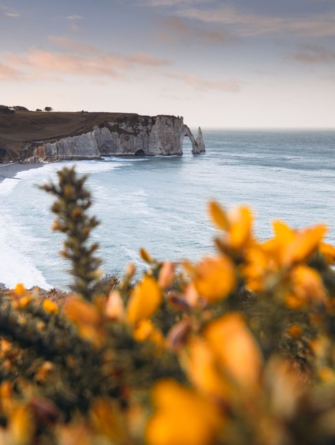 Captivating view of Étretat cliffs and sea with yellow flowers in foreground, captured at sunset.