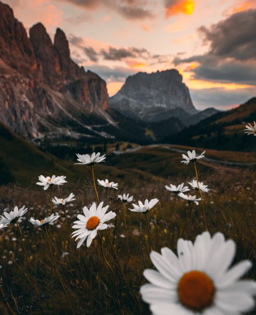 Free Breathtaking view of daisies in a meadow with majestic mountains and a vibrant sunset in Veneto, Italy. Stock Photo