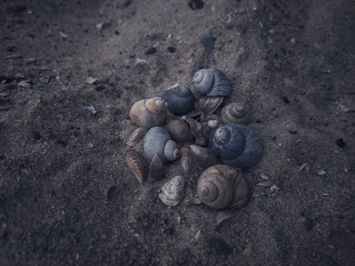 Free Seashells on Sand Stock Photo