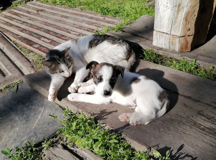 Cat Lying Beside A Puppy