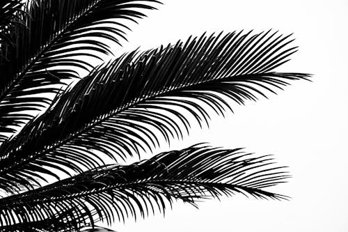 Grayscale Photo of Palm Leaves