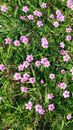 Overhead Shot of Pink Flowers and Green Grass