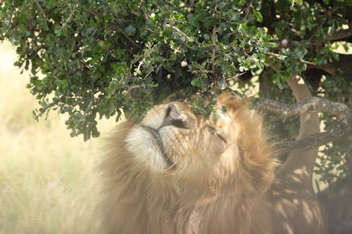 Photo of a Lion Under Green Leaves