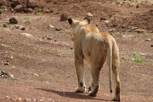 Samburu remote camp game walks — Kenya Safari