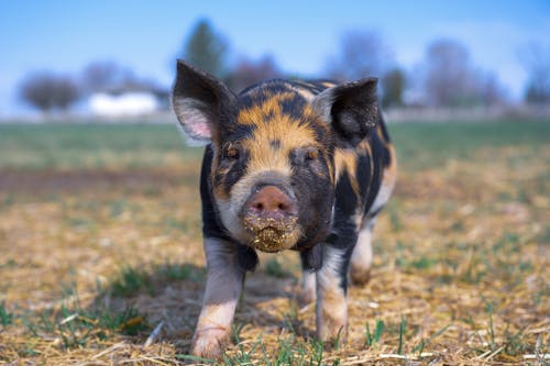 Close-Up Shot of a Piglet on a Grassy Field