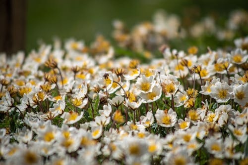 Close-Up Shot of White Flowers in Bloom