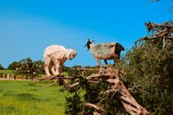 A captivating image of goats perched on tree branches under a blue sky in a rural setting.