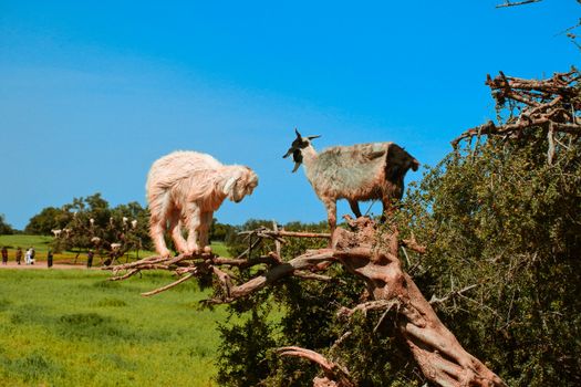 A captivating image of goats perched on tree branches under a blue sky in a rural setting.