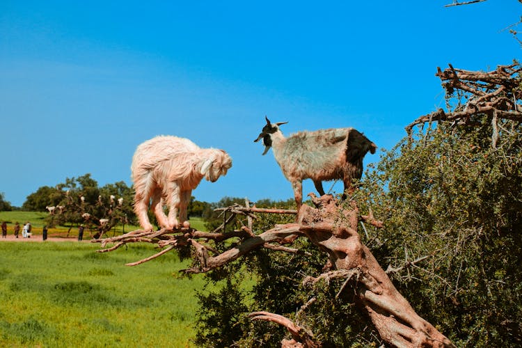 Goats On A Fallen Tree 