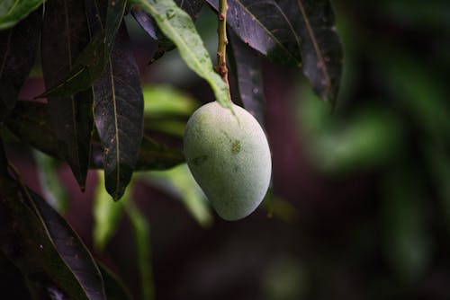 Free Close-Up Shot of a Mango on the Tree Stock Photo