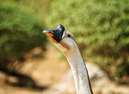 Close-Up Shot of a Goose