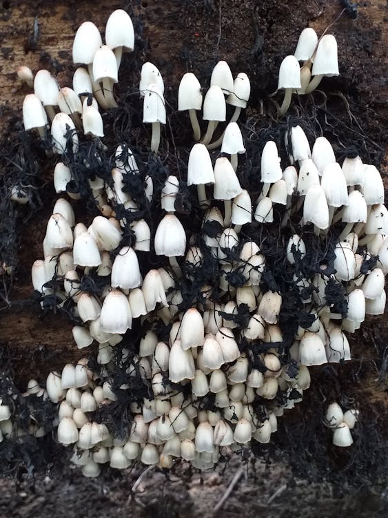 Gratis stockfoto met champignons, detailopname, fungus