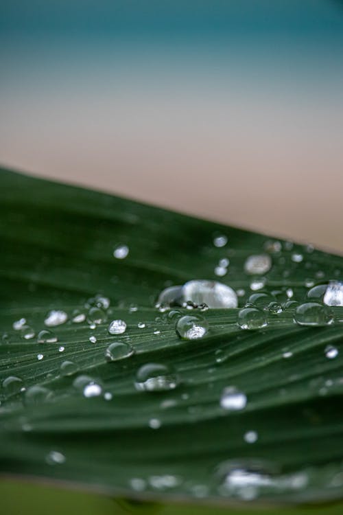 Close-Up Shot of Dewdrops on a Leaf