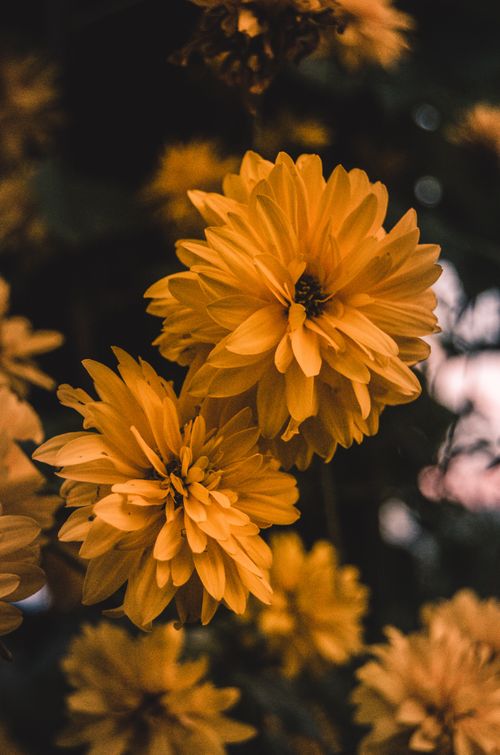 Free A stunning close-up of yellow chrysanthemums showcasing their vibrant petals in full bloom. Stock Photo