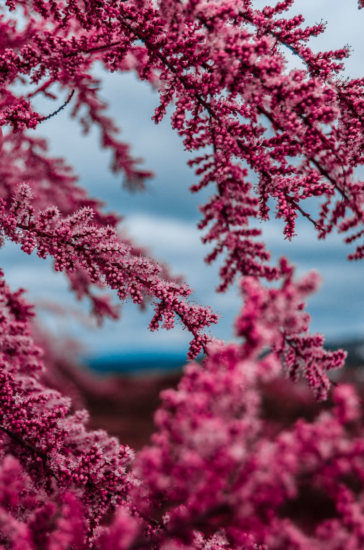 Close-up Of Beautiful Pink Saltcedar 