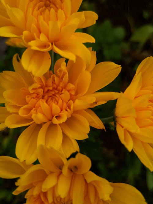 Gratis lagerfoto af blomster, farverig, flora