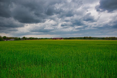 Fotos de stock gratuitas de campo verde, campos de cultivo, césped verde