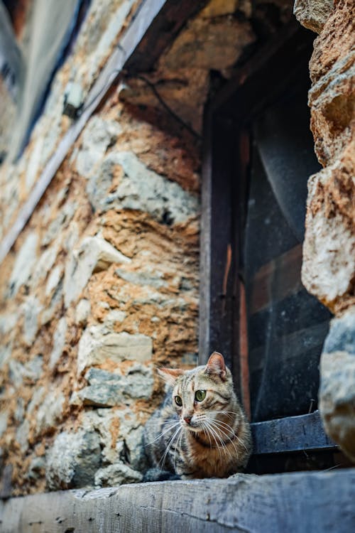 Kostenloses Stock Foto zu felidae, fenster, häuslich