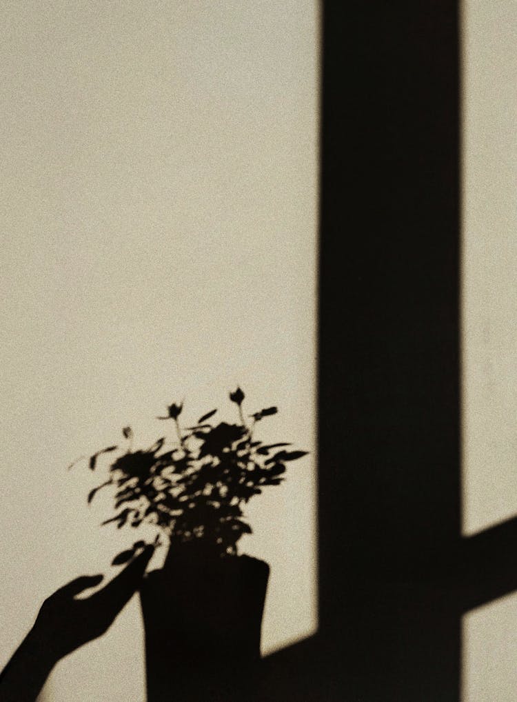 Shadow Of A Hand Touching A Plant 