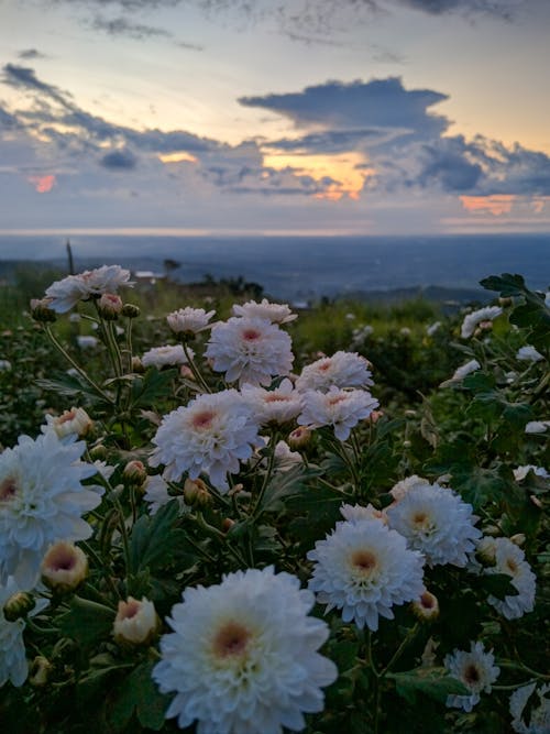 Foto stok gratis berkembang, flora, fotografi bunga