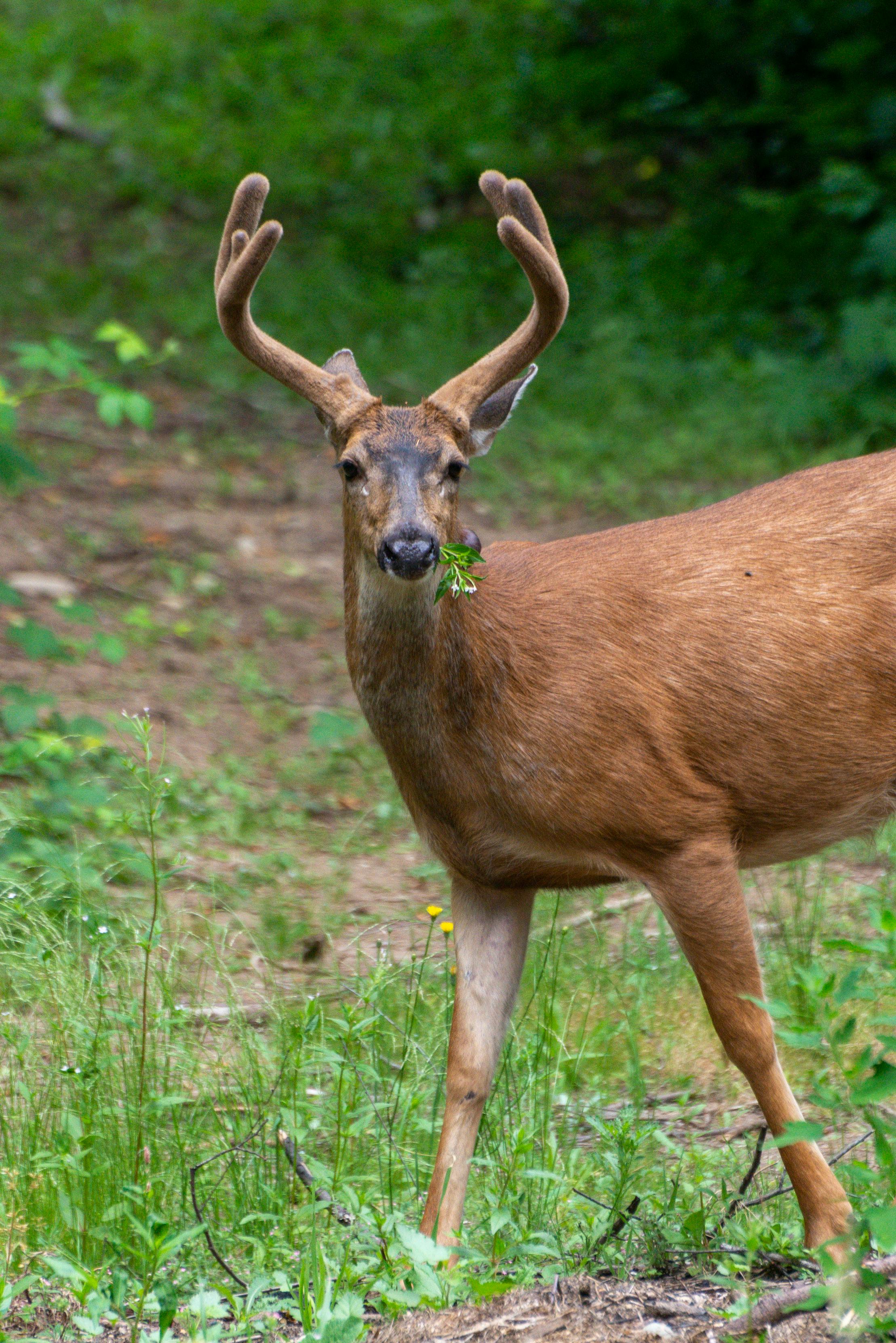grátis Foto profissional grátis de amável, ambiente natural, animais selvagens Foto profissional