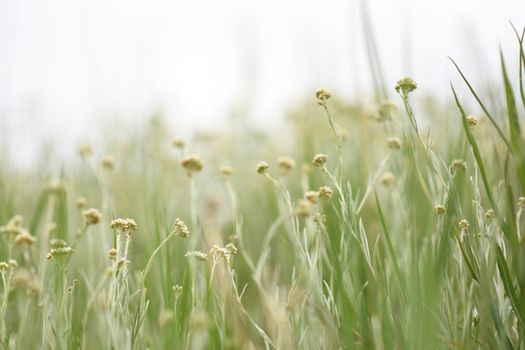 Flowers on the Grass Field